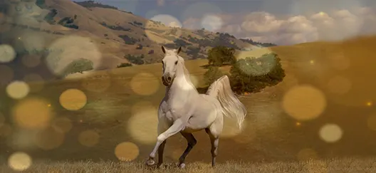 FONDO – CABALLOS – 3