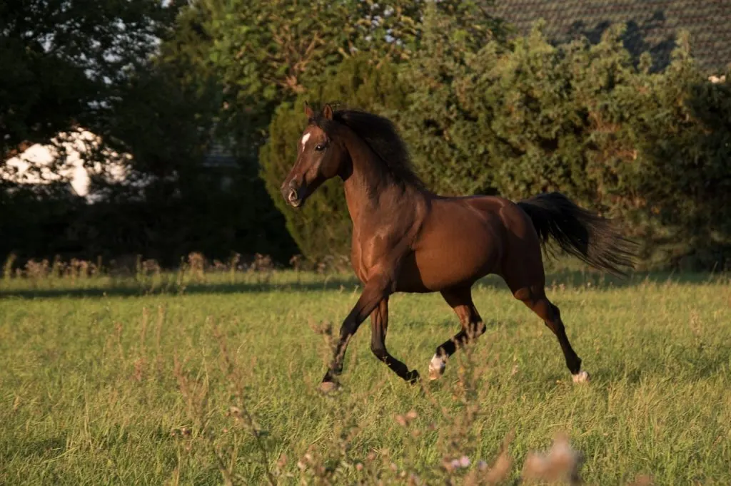 horse-g63b5a039f_1280