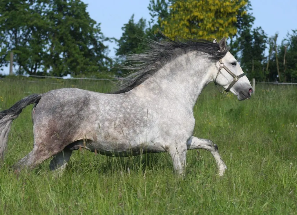 pre-stallion-gefb0a7799_1280