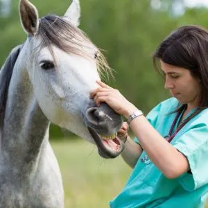 ivermectina_para_caballos_dosis_y_usos_25419_600_square