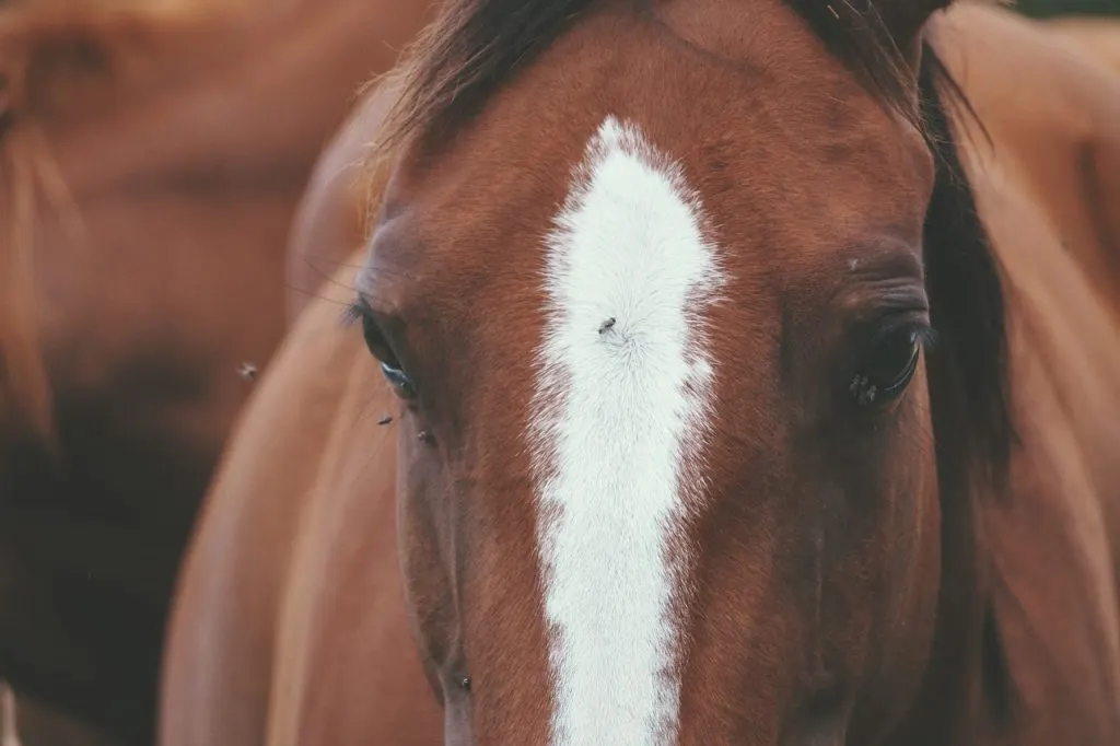 horse-1702571_1280