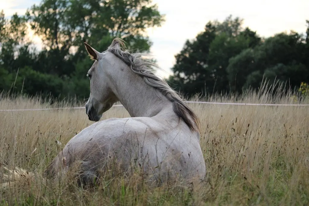 horse-905534_1280