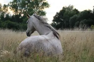 horse-905534_1280
