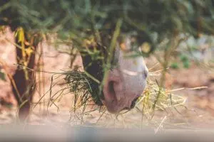 closeup-foto-bozal-caballo-hierba-seca_181624-4166