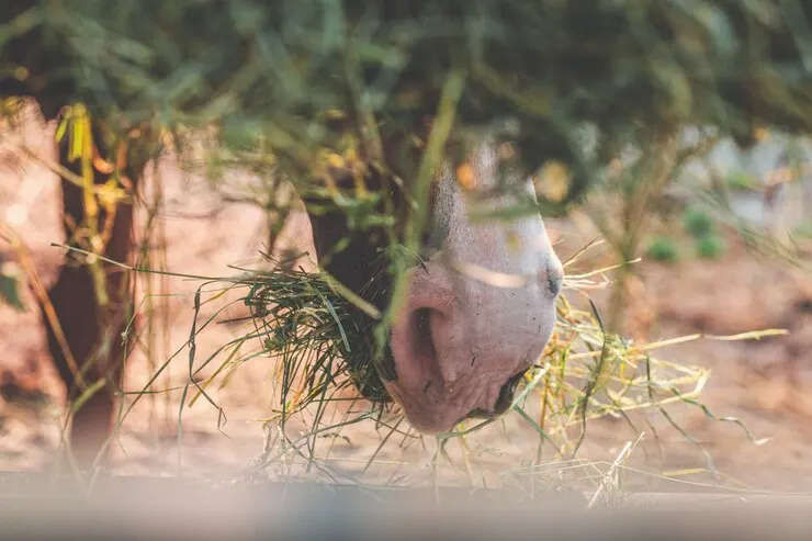 closeup-foto-bozal-caballo-hierba-seca_181624-4166