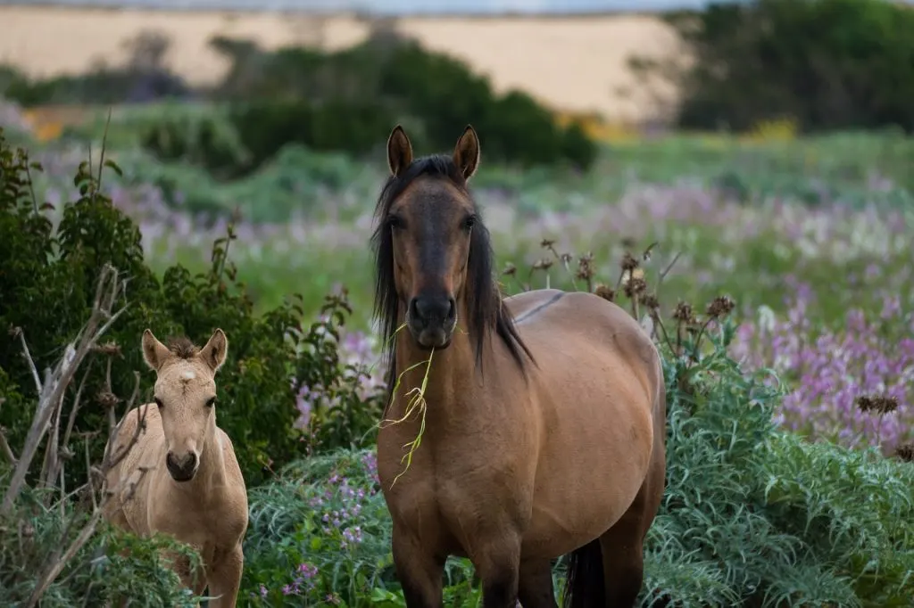 horses-g93c15232b_1280
