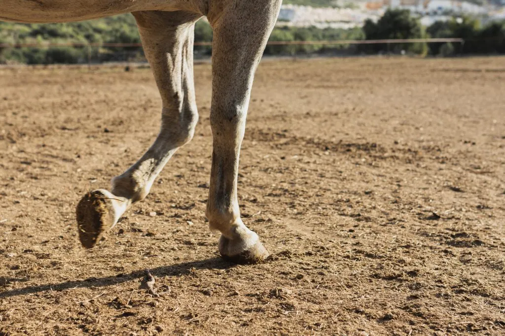 joven-caballo-caminando-granja
