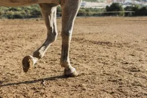 joven-caballo-caminando-granja