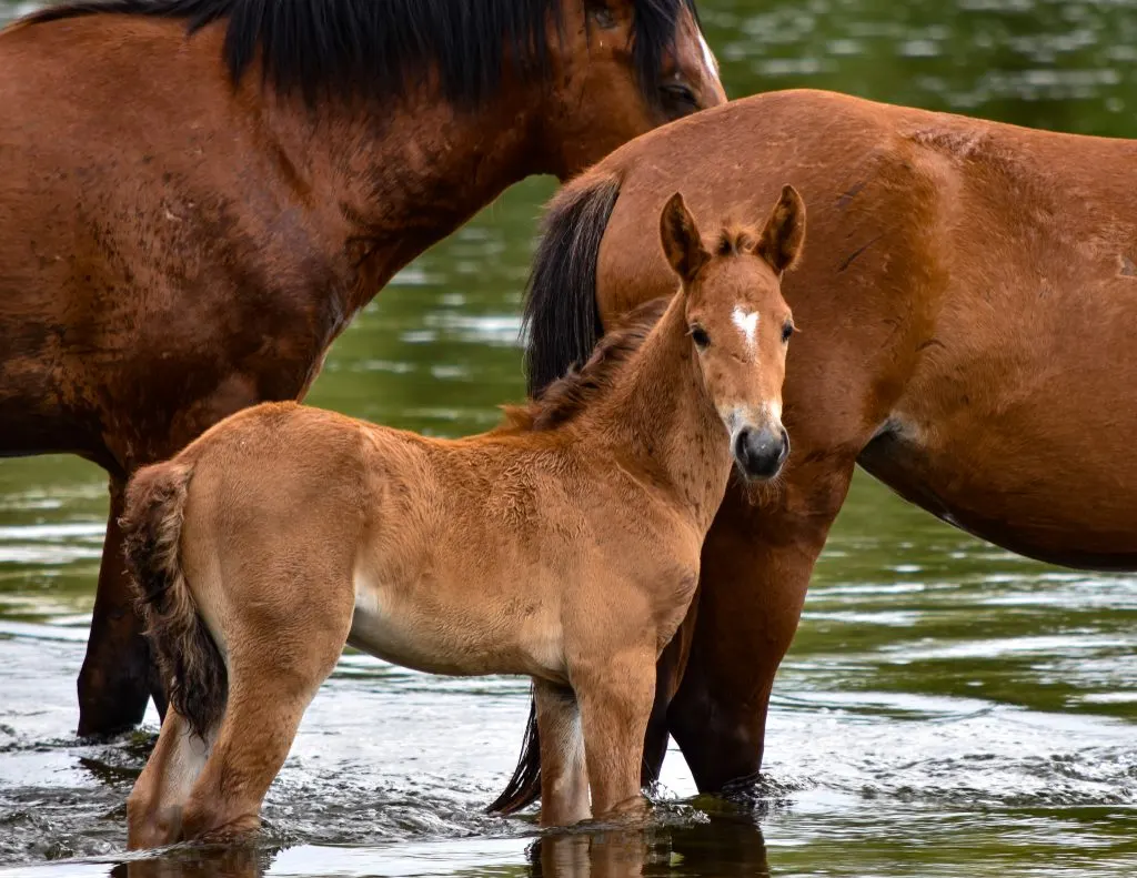 Group of horses near the lake with a blurred background