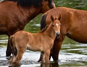 Group of horses near the lake with a blurred background